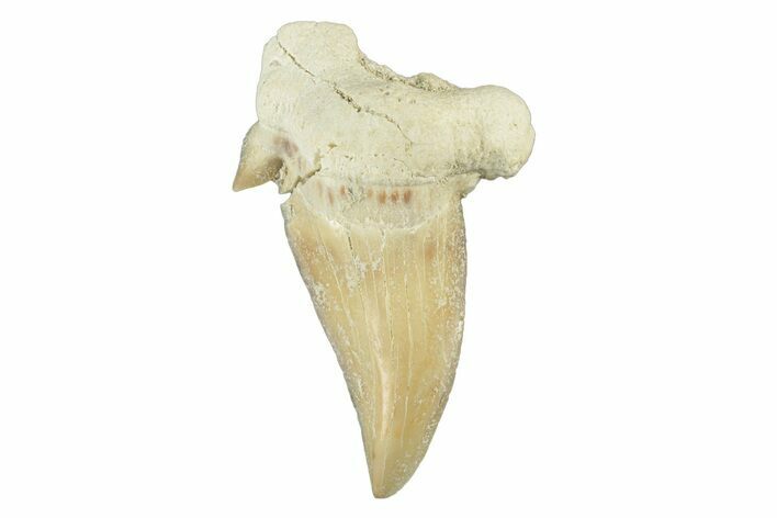 Pathological Otodus Shark Tooth - Morocco #252474